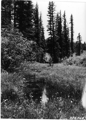 A pool on the East Fork of the Little Colorado (1936)