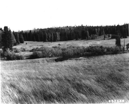 Virgin range, Phelps Natural Area (1945)