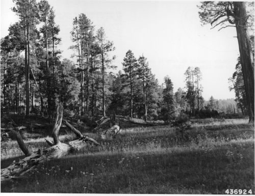 Grassy opening in draw in ponderosa pine (1945)