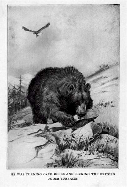 Illustration 1: He Was Turning Over Rocks And Licking The Exposed Under Surfaces