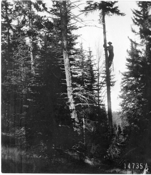 Telephone line construction (1913)