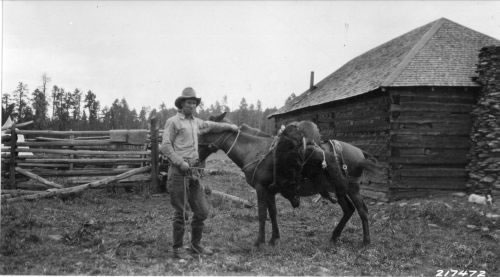 freshly killed bear at Reservation Ranch (1916)